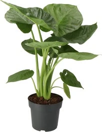 Olifantsoor (Alocasia 'Calidora') D 21 H 65 Cm 3 Olifantsoor (Alocasia 'Calidora') D 21 H 65 Cm