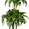 Drakenbloedboom (Dracaena Fragrans (C) ' Dorado') D 21 H 100 Cm 1 Drakenbloedboom (Dracaena Fragrans (C) ' Dorado') D 21 H 100 Cm -Groene Bloom Winkel 8717263251828
