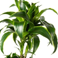 Drakenbloedboom (Dracaena Fragrans (C) ' Dorado') D 21 H 100 Cm -Groene Bloom Winkel 8717263251828 2