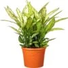Dieffenbachia (Dieffenbachia Seguine 'Crown') D 35 H 150 Cm -Groene Bloom Winkel 8717263252245