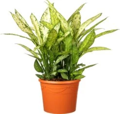 Dieffenbachia (Dieffenbachia Seguine 'Crown') D 35 H 150 Cm