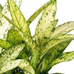 Dieffenbachia (Dieffenbachia Seguine 'Crown') D 35 H 150 Cm -Groene Bloom Winkel 8717263252245 2