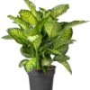 Dieffenbachia (Dieffenbachia 'Maroba' ) D 30 H 80 Cm -Groene Bloom Winkel 8717263252481