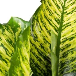 Dieffenbachia (Dieffenbachia 'Maroba' ) D 30 H 80 Cm -Groene Bloom Winkel 8717263252481 2