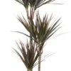 Drakenbloedboom (Dracaena Marginata 'Magenta') D 21 H 115 Cm 1 Drakenbloedboom (Dracaena Marginata 'Magenta') D 21 H 115 Cm -Groene Bloom Winkel 8717263252542