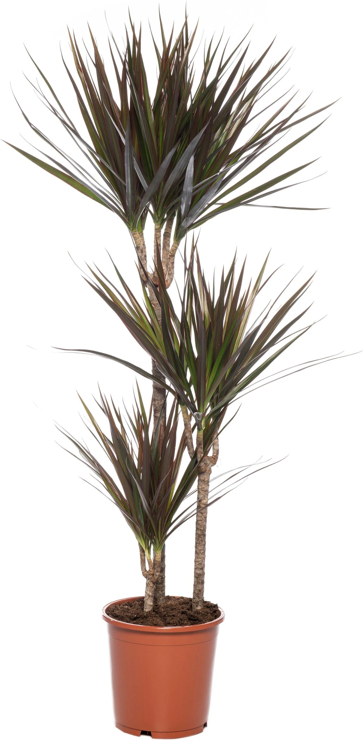 Drakenbloedboom (Dracaena Marginata 'Magenta') D 21 H 115 Cm 3 Drakenbloedboom (Dracaena Marginata 'Magenta') D 21 H 115 Cm
