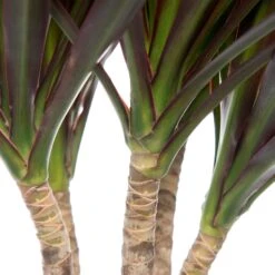 Drakenbloedboom (Dracaena Marginata 'Magenta') D 21 H 115 Cm 5 Drakenbloedboom (Dracaena Marginata 'Magenta') D 21 H 115 Cm -Groene Bloom Winkel 8717263252542 2
