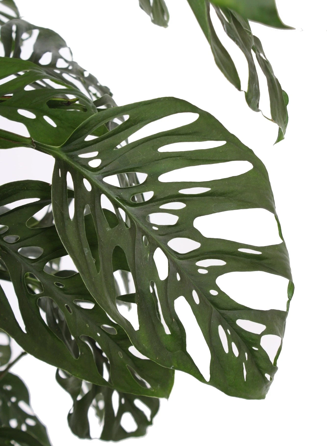 Gatenplant Met Mosstok (Monstera 'Monkey Mask') D 27 H 150 Cm 4 Gatenplant Met Mosstok (Monstera 'Monkey Mask') D 27 H 150 Cm - Afbeelding 2