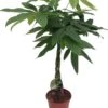 Geldboom (Pachira Aquatica) D 19 H 90 Cm -Groene Bloom Winkel 8717263252702 1