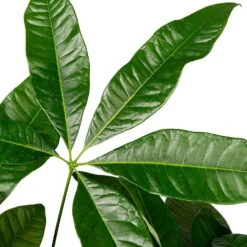 Geldboom (Pachira Aquatica) D 19 H 90 Cm 5 Geldboom (Pachira Aquatica) D 19 H 90 Cm -Groene Bloom Winkel 8717263252702 2