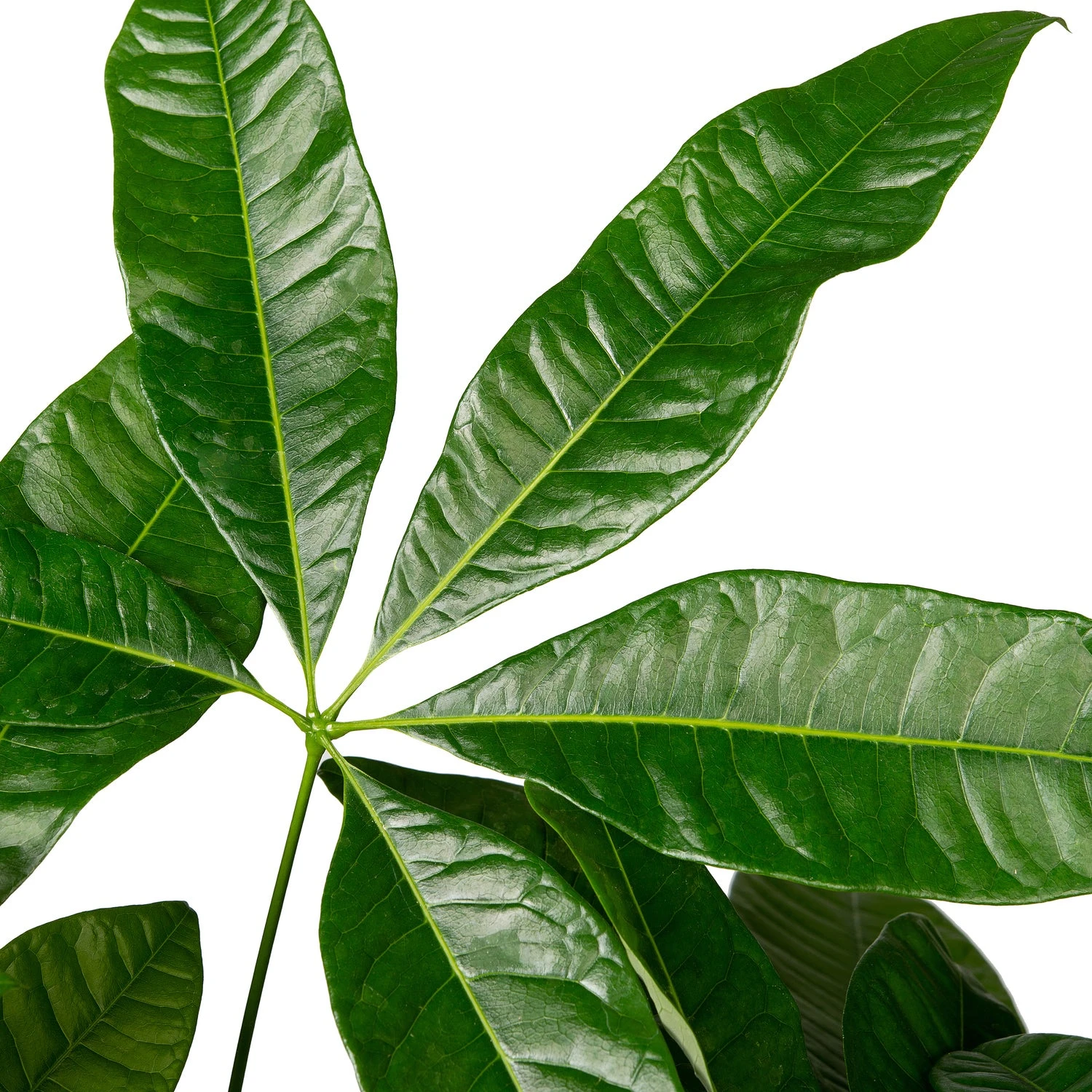 Geldboom (Pachira Aquatica) D 19 H 90 Cm 4 Geldboom (Pachira Aquatica) D 19 H 90 Cm - Afbeelding 2