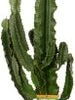 Cowboycactus (Euphorbia Erytrea) D 21 H 100 Cm -Groene Bloom Winkel 8717263252788