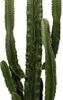 Cowboycactus (Euphorbia Erytrea) D 35 H 160 Cm 2 Cowboycactus (Euphorbia Erytrea) D 35 H 160 Cm -Groene Bloom Winkel 8717263252795