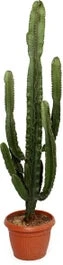 Cowboycactus (Euphorbia Erytrea) D 35 H 160 Cm