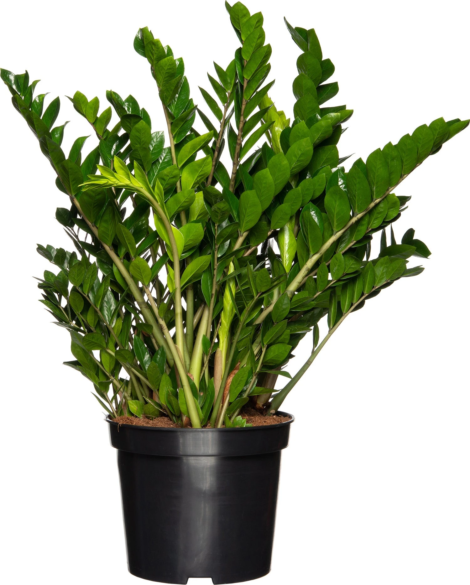 Zamioculcas (Zamioculcas Zamiifolia) D 40 H 100 Cm 3 Zamioculcas (Zamioculcas Zamiifolia) D 40 H 100 Cm