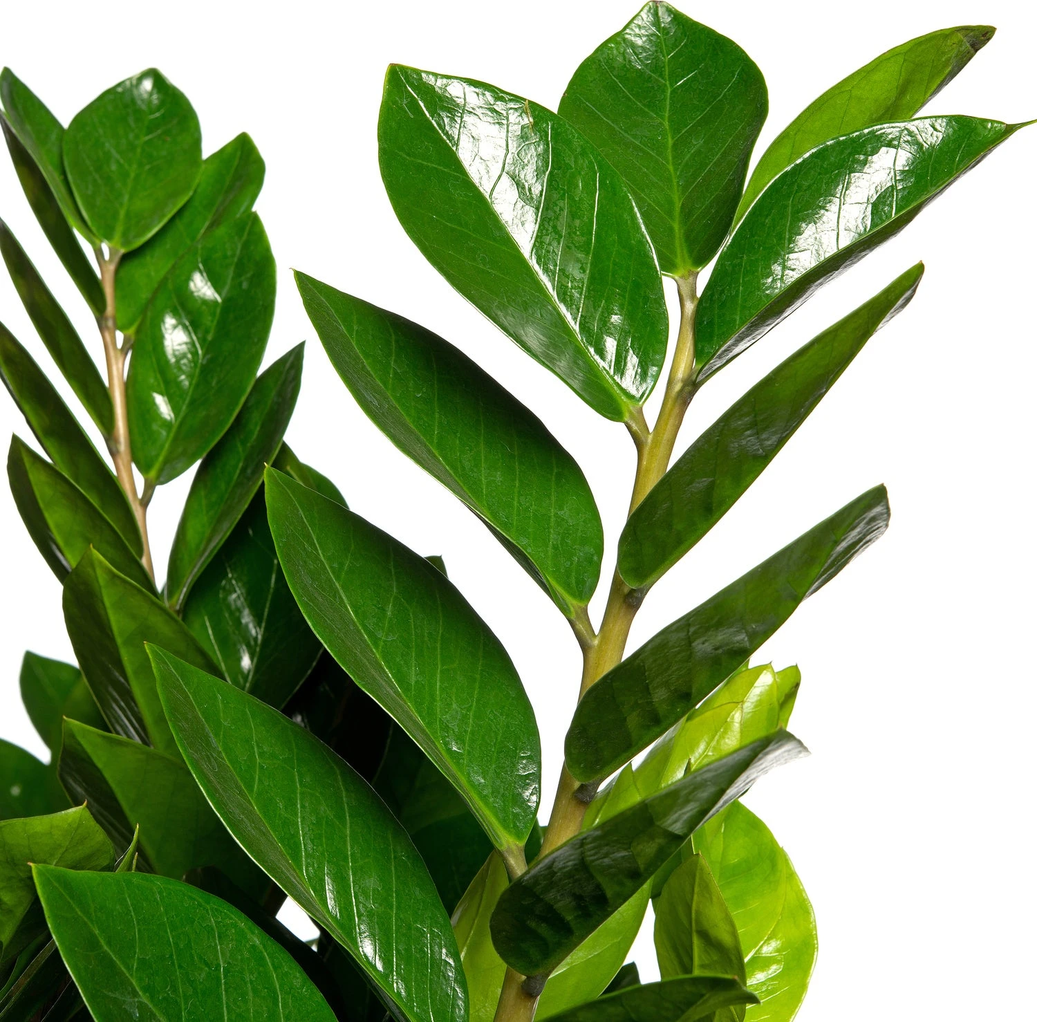 Zamioculcas (Zamioculcas Zamiifolia) D 40 H 100 Cm 4 Zamioculcas (Zamioculcas Zamiifolia) D 40 H 100 Cm - Afbeelding 2