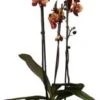 Vlinderorchidee 3 Tak (Phalaenopsis 'DesignZ') Geel D 12 H 55 Cm 2 Vlinderorchidee 3 Tak (Phalaenopsis 'DesignZ') Geel D 12 H 55 Cm -Groene Bloom Winkel 8717263253358