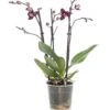 Vlinderorchidee 3 Tak (Phalaenopsis) Paars D 12 H 55 Cm -Groene Bloom Winkel 8717263253365 0