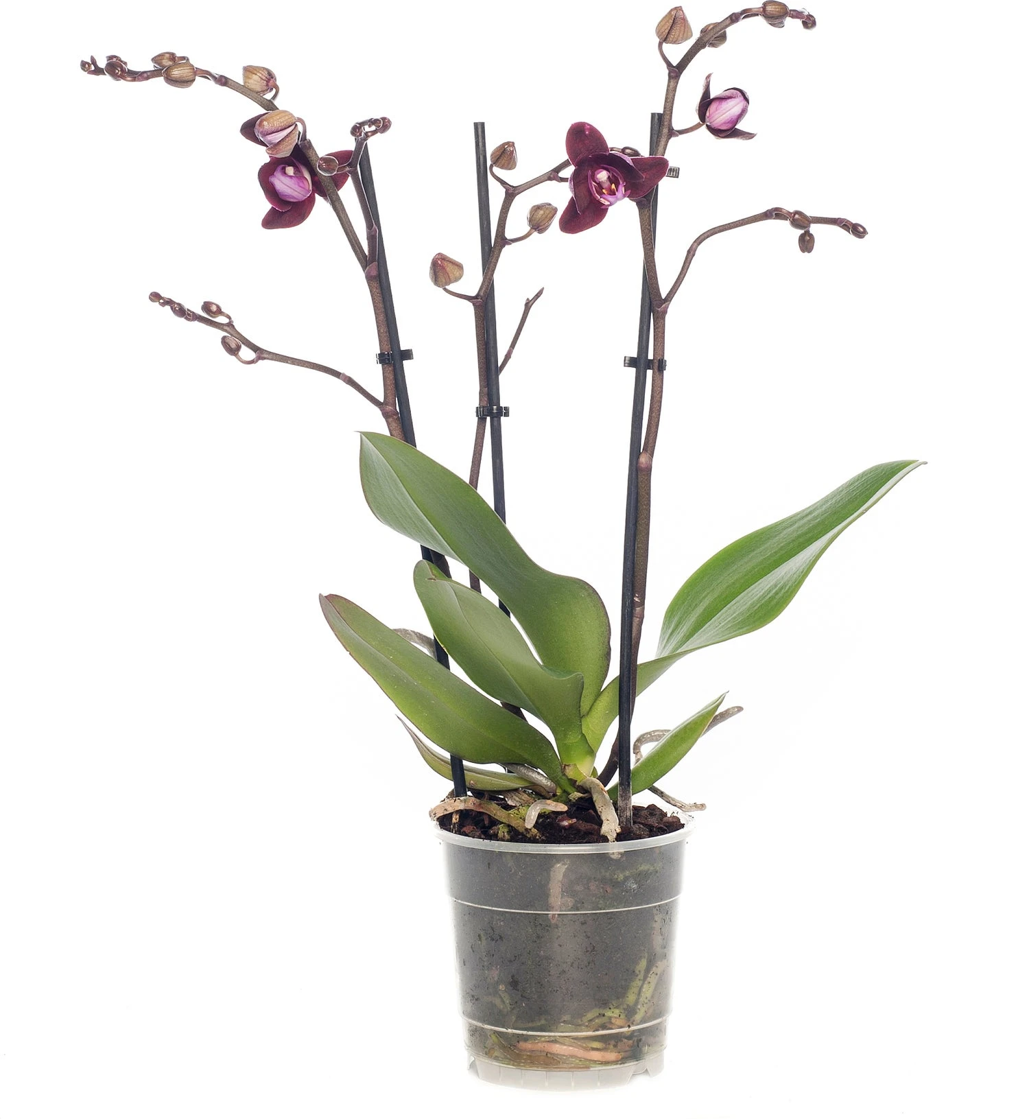 Vlinderorchidee 3 Tak (Phalaenopsis) Paars D 12 H 55 Cm 3 Vlinderorchidee 3 Tak (Phalaenopsis) Paars D 12 H 55 Cm