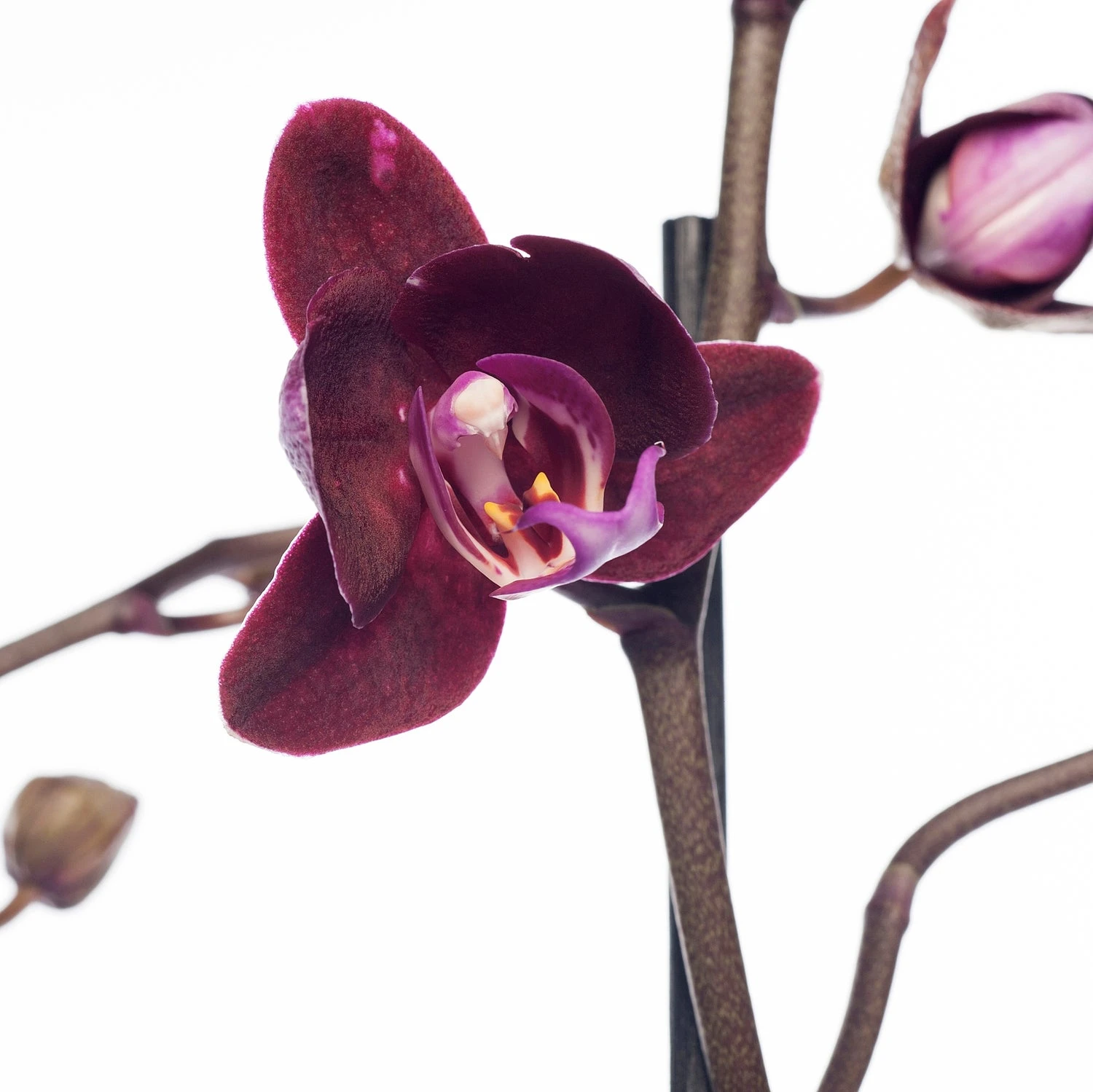 Vlinderorchidee 3 Tak (Phalaenopsis) Paars D 12 H 55 Cm 4 Vlinderorchidee 3 Tak (Phalaenopsis) Paars D 12 H 55 Cm - Afbeelding 2