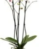 Vlinderorchidee 3 Tak (Phalaenopsis) Wit D 12 H 55 Cm 2 Vlinderorchidee 3 Tak (Phalaenopsis) Wit D 12 H 55 Cm -Groene Bloom Winkel 8717263253372