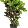 Croton (Codiaeum 'Petra') D 31 H 130 Cm 2 Croton (Codiaeum 'Petra') D 31 H 130 Cm -Groene Bloom Winkel 8717263253570