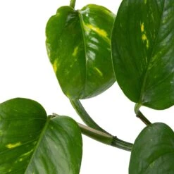 Drakenklimop In Hangpot (Epipremnum Pinnatum 'Aureum') D 14 H 50 Cm -Groene Bloom Winkel 8717263253839 2