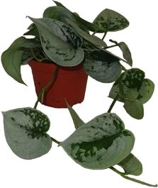 Scindapsus (Scindapsus Pictus 'Silvery Ann') D 11 H 20 Cm 3 Scindapsus (Scindapsus Pictus 'Silvery Ann') D 11 H 20 Cm