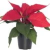 Kerstster (Euphorbia Pulcherrima 'Red') D 10,5 H 35 Cm 1 Kerstster (Euphorbia Pulcherrima 'Red') D 10,5 H 35 Cm -Groene Bloom Winkel 8717263254492 0