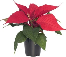 Kerstster (Euphorbia Pulcherrima 'Red') D 10,5 H 35 Cm 3 Kerstster (Euphorbia Pulcherrima 'Red') D 10,5 H 35 Cm