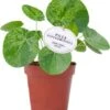 Bonte Pannenkoekenplant (Pilea Peperomioides 'Mojito') D 13 H 20 Cm 2 Bonte Pannenkoekenplant (Pilea Peperomioides 'Mojito') D 13 H 20 Cm -Groene Bloom Winkel 8717263254652 1