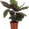 Calathea (Calathea Makoyana) D 14 H 40 Cm -Groene Bloom Winkel 8717263254768