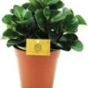 Peperomia (Peperomia 'Burning Bush') D 15 H 25 Cm 2 Peperomia (Peperomia 'Burning Bush') D 15 H 25 Cm -Groene Bloom Winkel 8717263255062