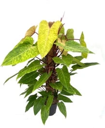 Philodendron (Philodendron 'Painted Lady) D 24 H 120 Cm 3 Philodendron (Philodendron 'Painted Lady) D 24 H 120 Cm