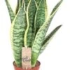 Vrouwentong (Sansevieria Trifasciata 'Futura Superba') D 12 H 40 Cm -Groene Bloom Winkel 8717263255697