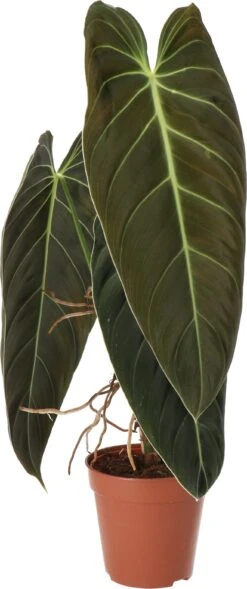 Philodendron (Philondendron Melanochrysum) D 12 H 40 Cm