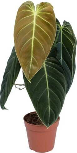 Philodendron (Philondendron Melanochrysum) D 12 H 40 Cm -Groene Bloom Winkel 8717263287087 1