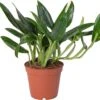 Philodendron (Philodendron 'Cobra') D 15 H 50 Cm 1 Philodendron (Philodendron 'Cobra') D 15 H 50 Cm -Groene Bloom Winkel 8717263287322 1