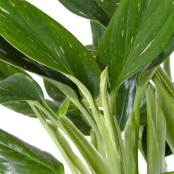 Philodendron (Philodendron 'Cobra') D 15 H 50 Cm -Groene Bloom Winkel 8717263287322 2