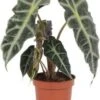 Skeletplant (Alocasia 'Polly') D 12 H 38 Cm 1 Skeletplant (Alocasia 'Polly') D 12 H 38 Cm -Groene Bloom Winkel 8717263287711 1