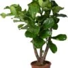 Vioolbladplant (Ficus Lyrata) D 27 H 120 Cm 2 Vioolbladplant (Ficus Lyrata) D 27 H 120 Cm -Groene Bloom Winkel 8717263287896
