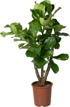 Vioolbladplant (Ficus Lyrata) D 27 H 120 Cm