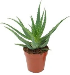 Aloë (Aloë Arborescens) D 17 H 30 Cm