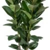 Rubberboom (Ficus Elastica 'Robusta') D 30 H 130 Cm -Groene Bloom Winkel 8717263288220