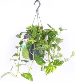 Drakenklimop In Hangpot (Epipremnum Pinnatum 'Aureum') D 17 H 35 Cm