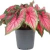 Caladium (Caladium Hybride) Roze D 12 H 25 Cm 2 Caladium (Caladium Hybride) Roze D 12 H 25 Cm -Groene Bloom Winkel 8717263288916
