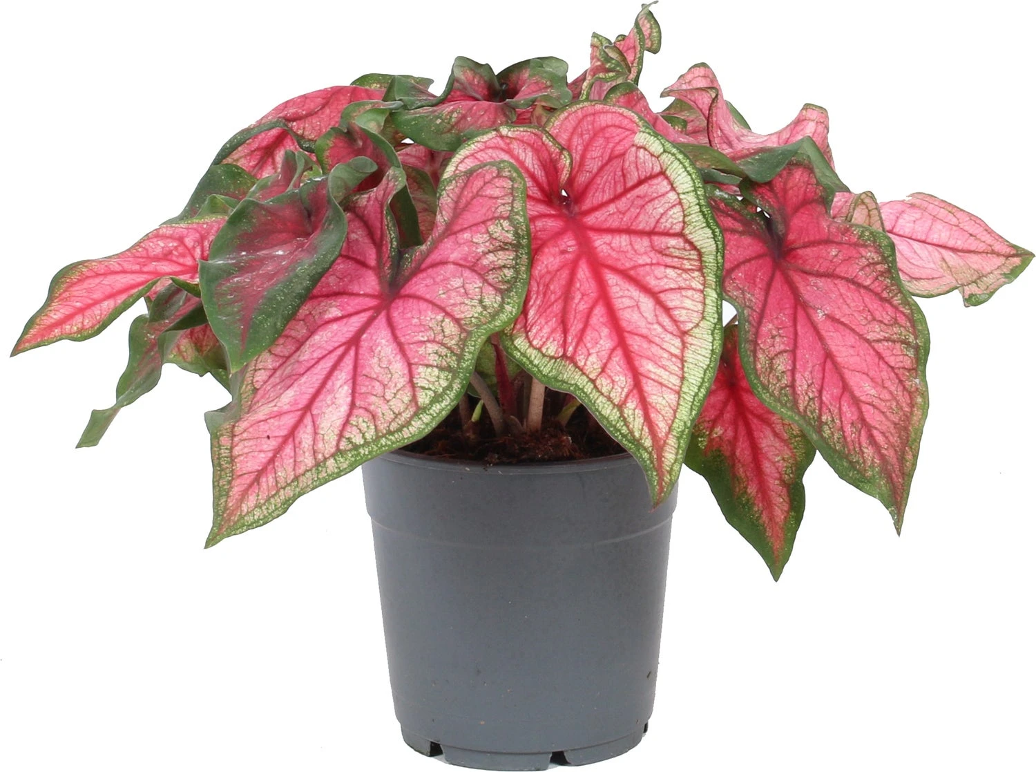 Caladium (Caladium Hybride) Roze D 12 H 25 Cm 3 Caladium (Caladium Hybride) Roze D 12 H 25 Cm