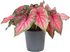 Caladium (Caladium Hybride) Roze D 12 H 25 Cm 5 Caladium (Caladium Hybride) Roze D 12 H 25 Cm -Groene Bloom Winkel 8717263288916 1 1