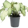 Caladium (Caladium Hybride) Wit D 12 H 25 Cm 1 Caladium (Caladium Hybride) Wit D 12 H 25 Cm -Groene Bloom Winkel 8717263288923