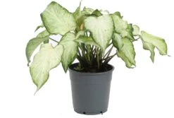 Caladium (Caladium Hybride) Wit D 12 H 25 Cm